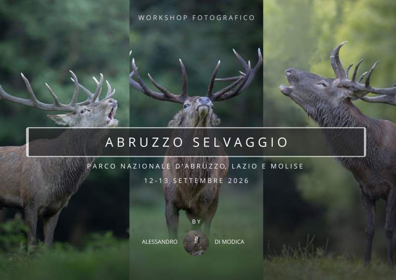 ABRUZZO SELVAGGIO