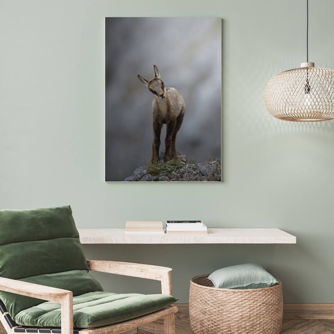 Alessandro Di Modica - Appennine Chamois