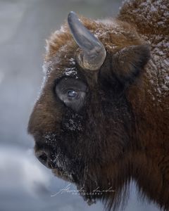 Alessandro Di Modica - Gallery