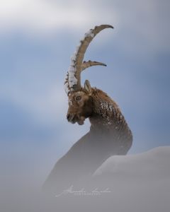 Alessandro Di Modica - Wildlife