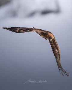 Alessandro Di Modica - Wildlife