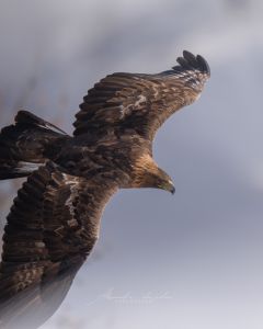 Alessandro Di Modica - Wildlife