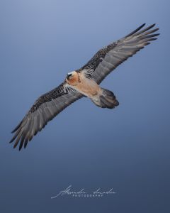 Alessandro Di Modica - Gallery