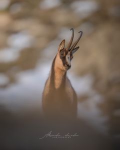 Alessandro Di Modica - Wildlife