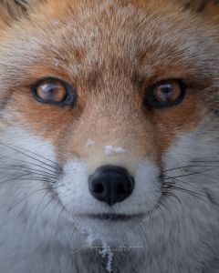 Alessandro Di Modica - Wildlife