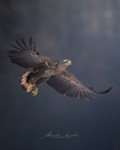 Alessandro Di Modica - Wildlife