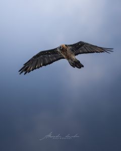 Alessandro Di Modica - Wildlife
