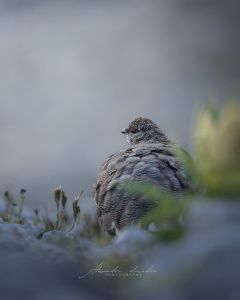 Alessandro Di Modica - Wildlife
