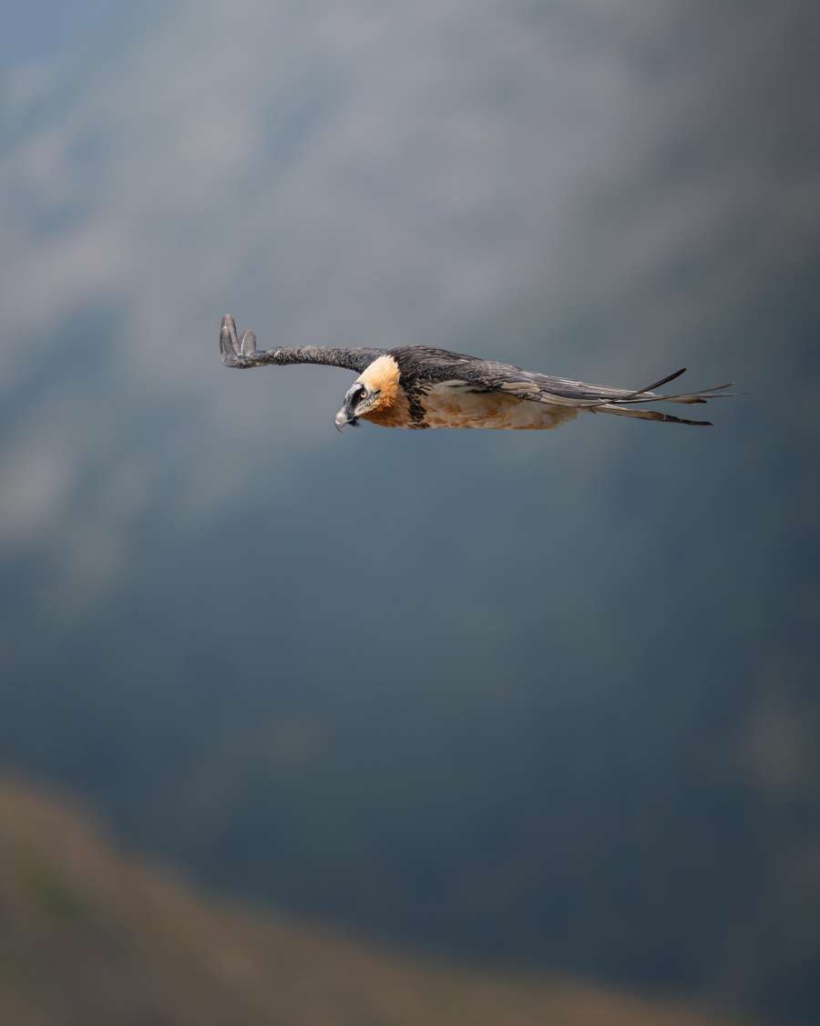 DSC_7798WEB