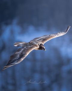 Alessandro Di Modica - Wildlife