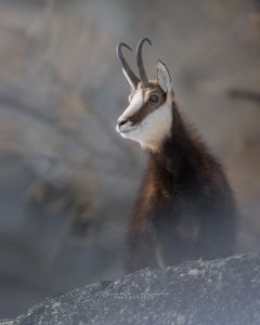 Alessandro Di Modica - Wildlife