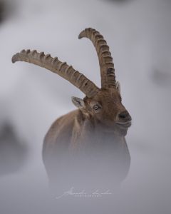 Alessandro Di Modica - Wildlife