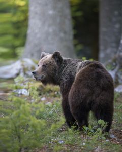 Alessandro Di Modica - Wildlife
