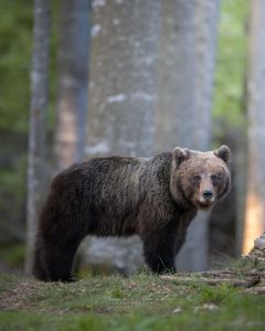 Alessandro Di Modica - Wildlife