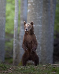Alessandro Di Modica - Wildlife