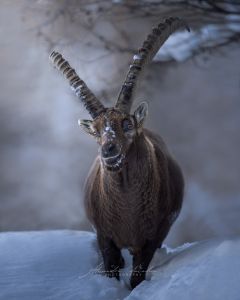 Alessandro Di Modica - Wildlife