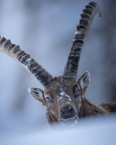 Alessandro Di Modica - Wildlife