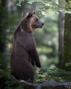 Alessandro Di Modica - Wildlife