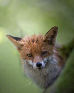 Alessandro Di Modica - Wildlife