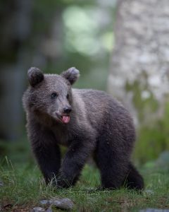 Alessandro Di Modica - Wildlife