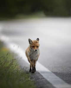 Alessandro Di Modica - Wildlife
