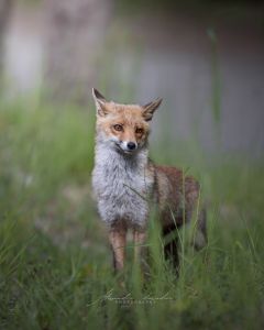 Alessandro Di Modica - Wildlife