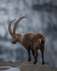 Alessandro Di Modica - Wildlife