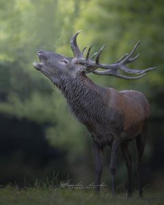 Alessandro Di Modica - Wildlife