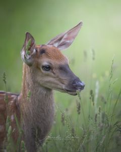 Alessandro Di Modica - Wildlife
