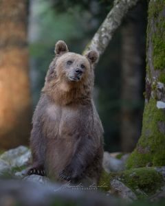 Alessandro Di Modica - Wildlife