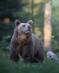 Alessandro Di Modica - Wildlife