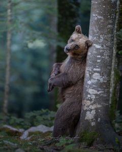 Alessandro Di Modica - Wildlife