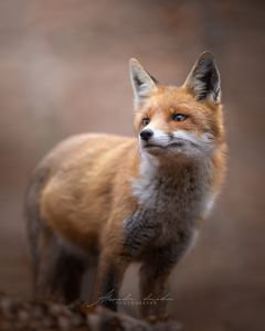 Alessandro Di Modica - Wildlife