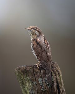 Alessandro Di Modica - Wildlife