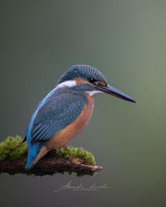 Alessandro Di Modica - Wildlife