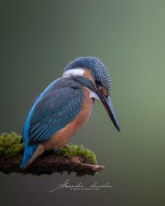 Alessandro Di Modica - Gallery