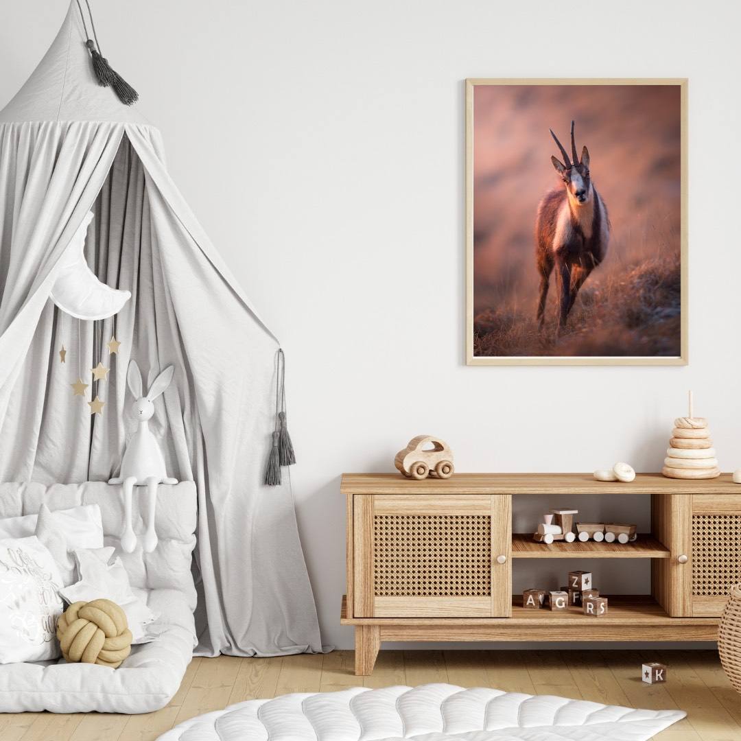 Alessandro Di Modica - Appennine Chamois