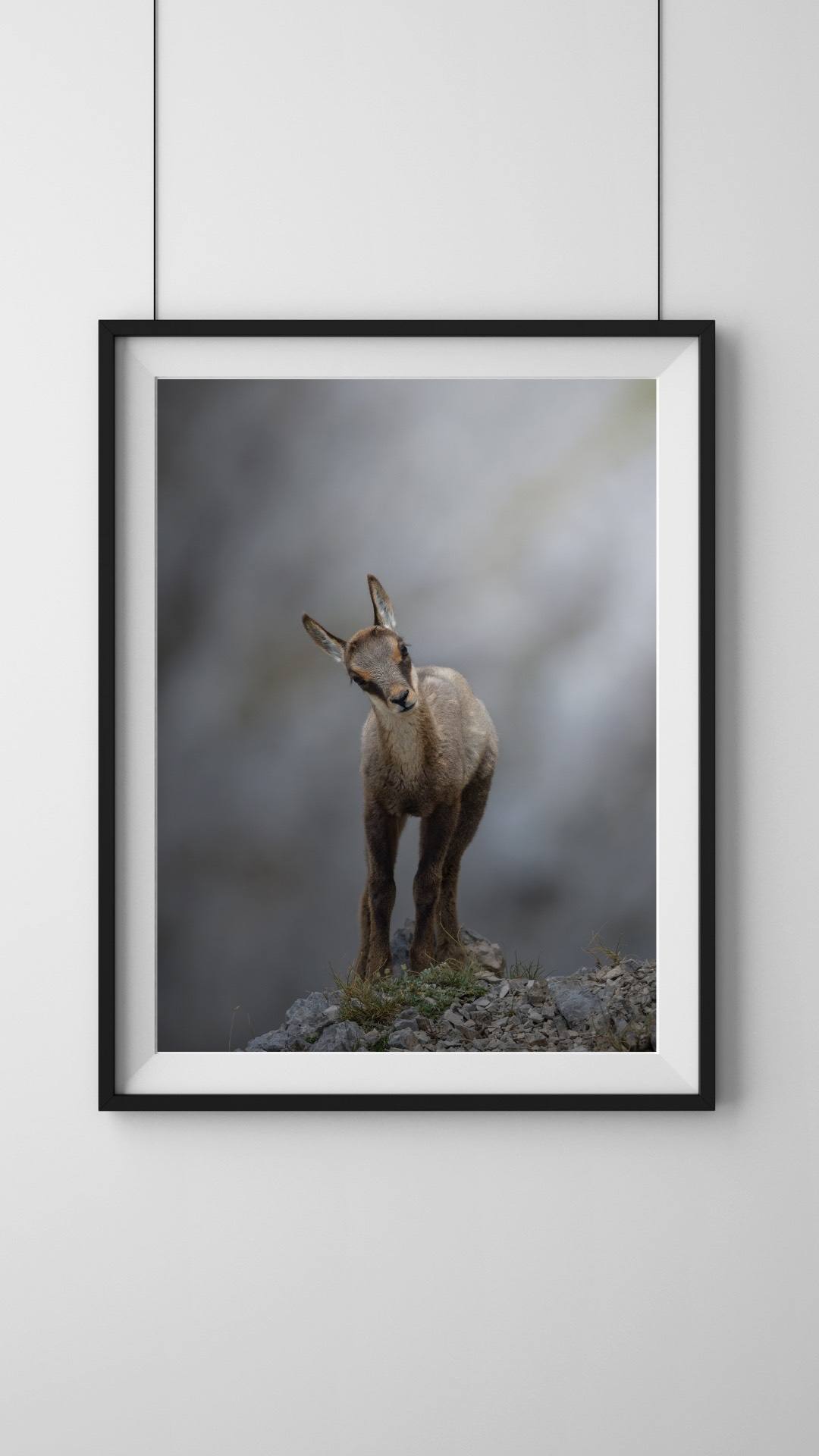 Alessandro Di Modica - Appennine Chamois