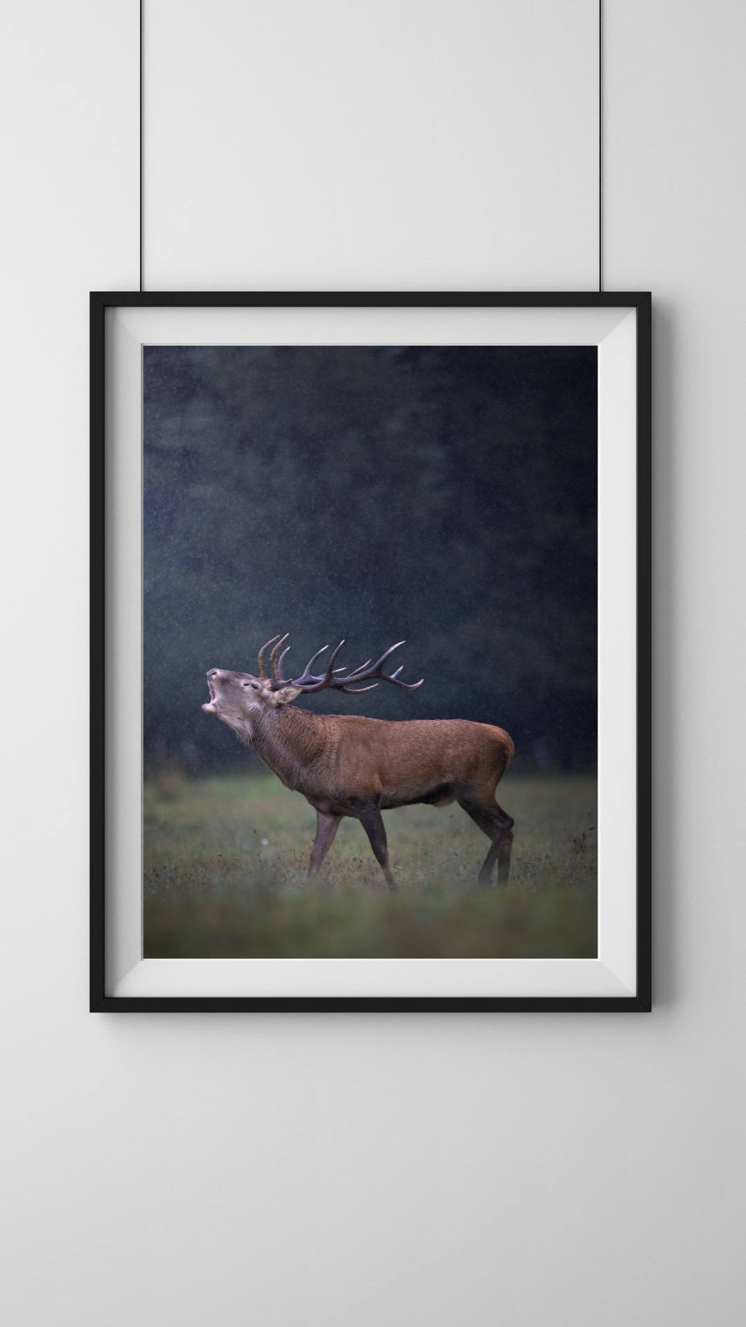 Alessandro Di Modica - Red Deer