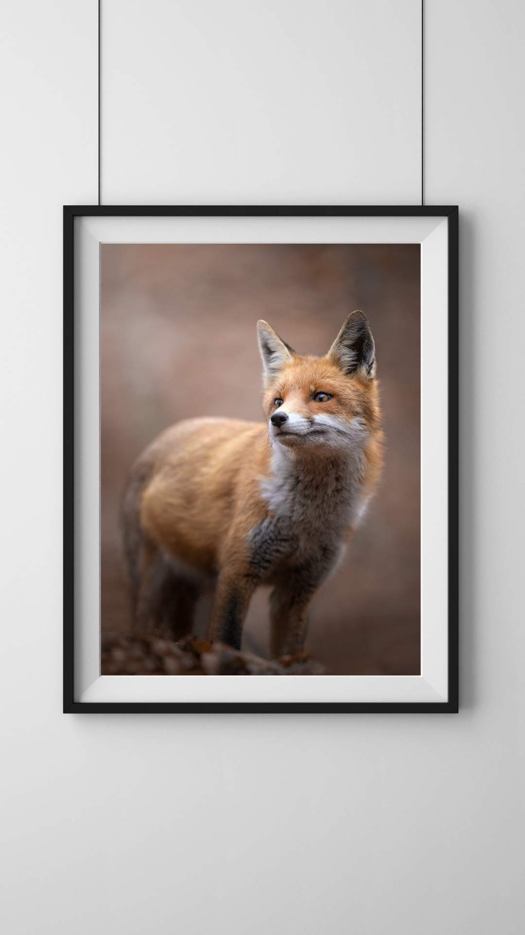 Alessandro Di Modica - Appennine Fox