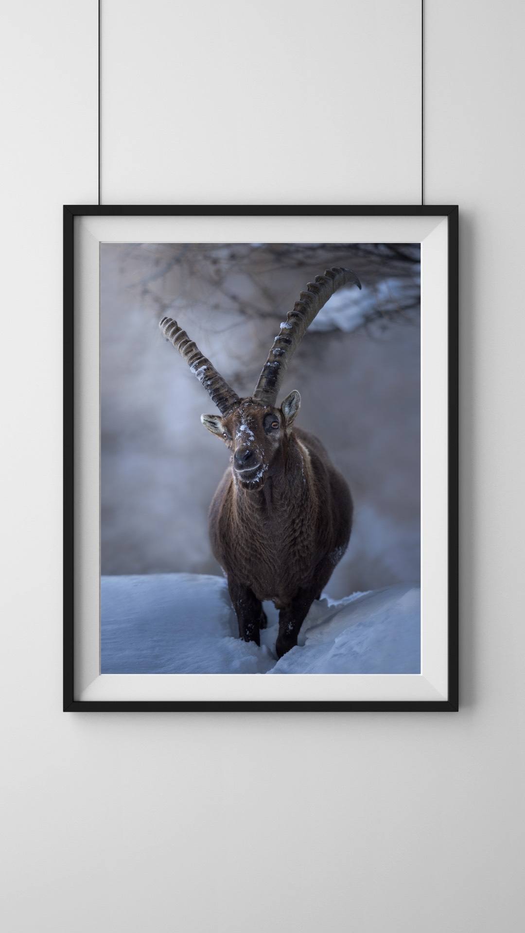 Alessandro Di Modica - Alpine Ibex and Chamois