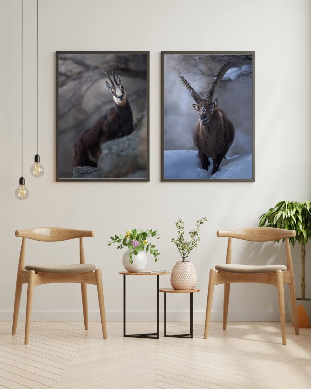 Alessandro Di Modica - Alpine Ibex and Chamois