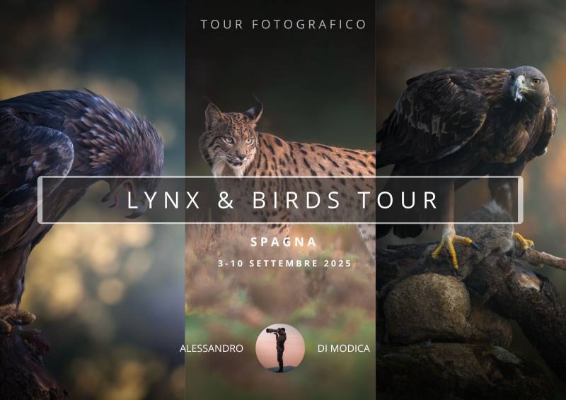 LYNX & BIRDS 3 -10 NOVEMBER 2025