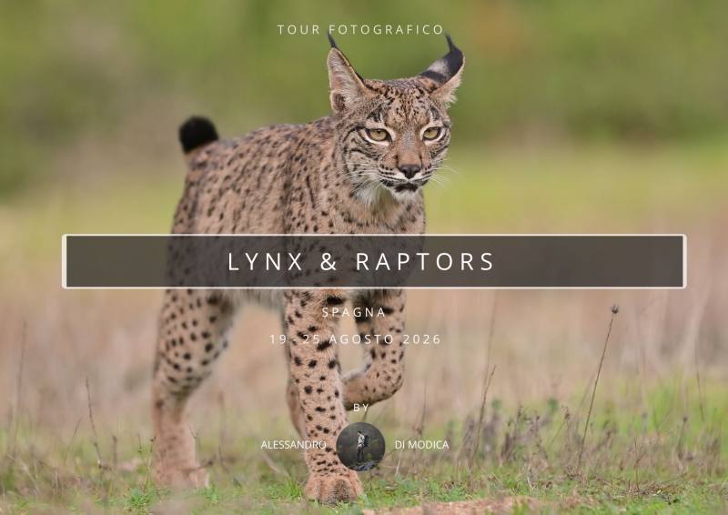 LYNX & RAPTORS 19 - 25 AUGUST 2026