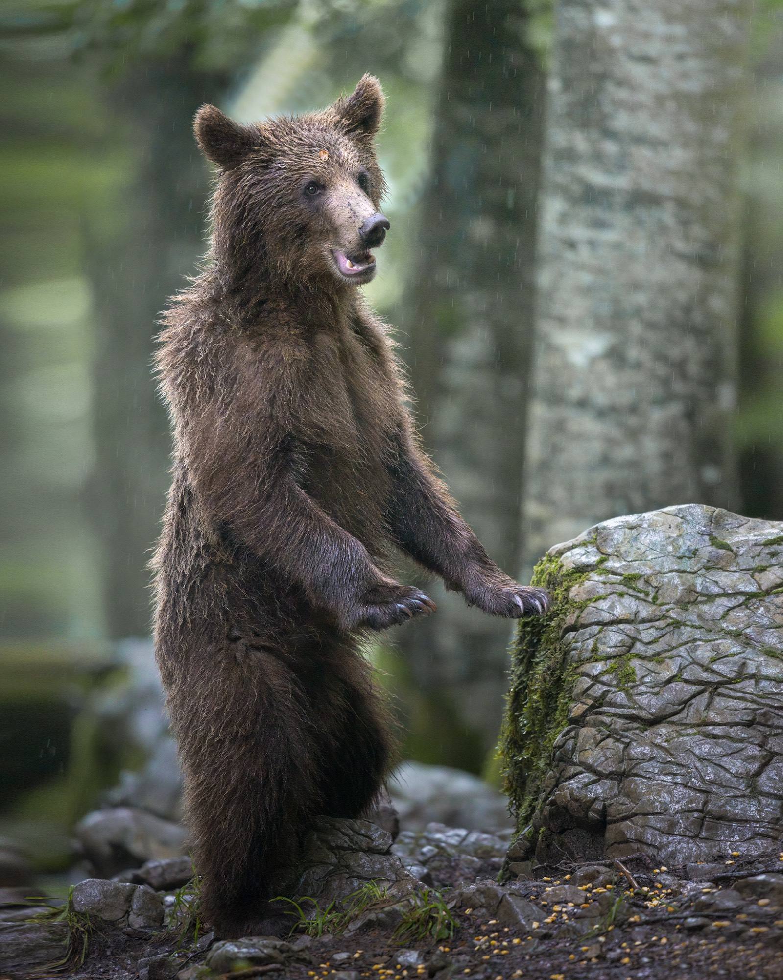 Alessandro Di Modica - Orso Bruno