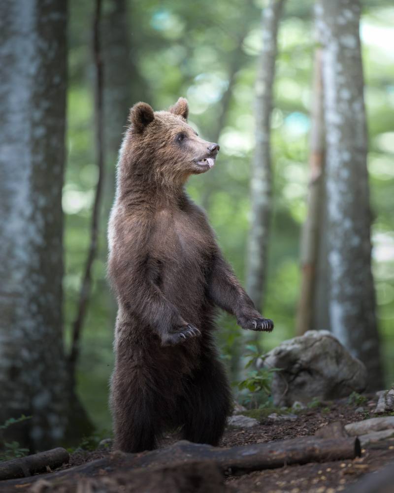 Orso Bruno
