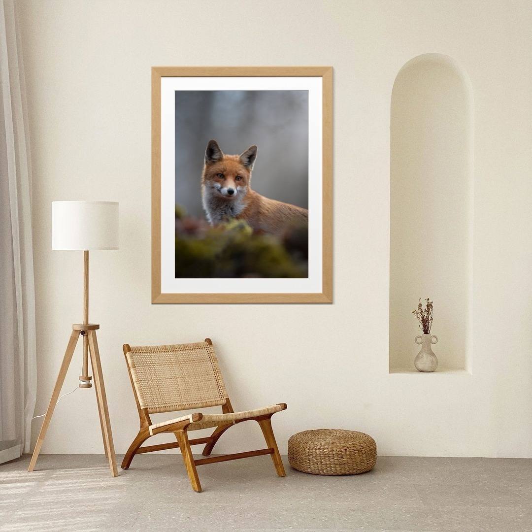 Alessandro Di Modica - Volpe Dell'Appennino