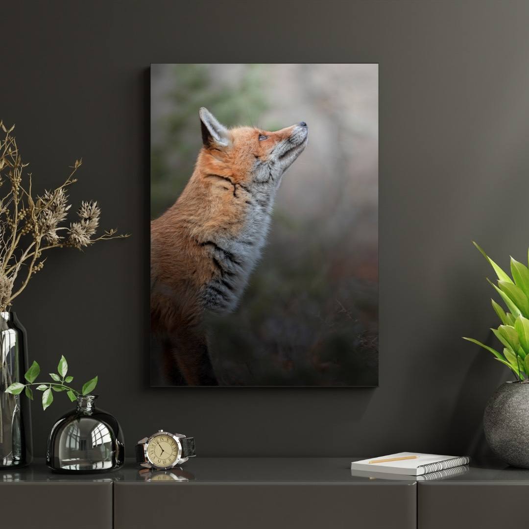 Alessandro Di Modica - Volpe Dell'Appennino