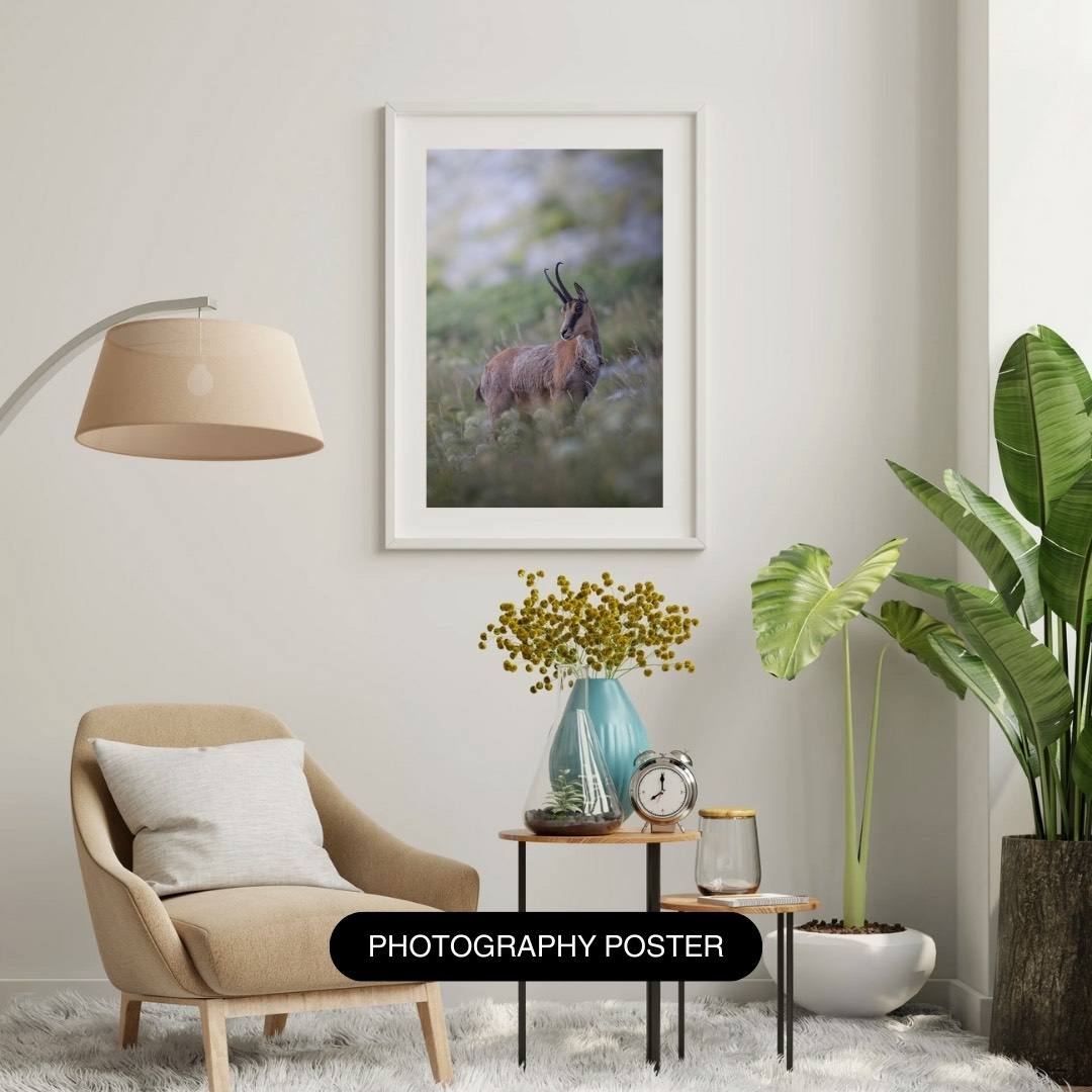 Alessandro Di Modica - Appennine Chamois