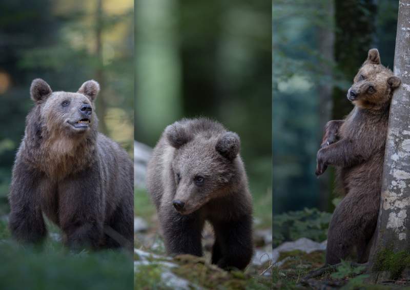 Brown Bear